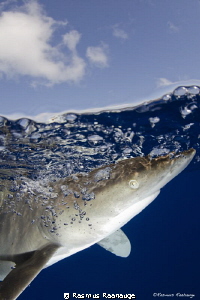 Oceanic portrait - CAT Island Bahamas by Rasmus Raahauge 